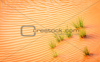 Desert grass