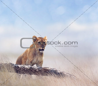 Young Lion Looking