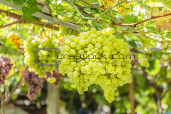 Bunch of white grapes