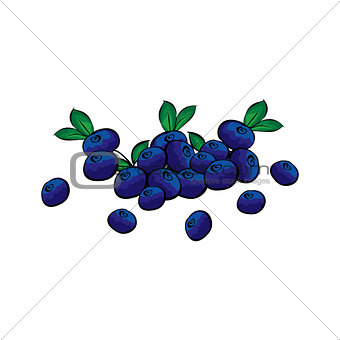 Hand drawn blueberries closeup.