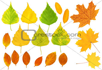 Leafs of a birch, maple and barberry