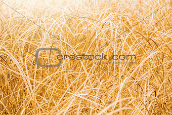 floral background. autumn field with dry grass