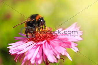 bumblebee sits on the aster