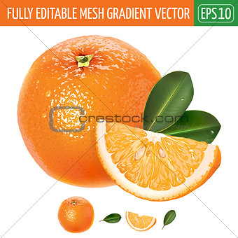 Orange on white background. Vector illustration