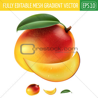 Mango on white background. Vector illustration