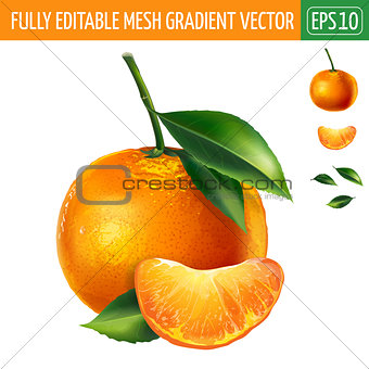 Mandarin on white background. Vector illustration