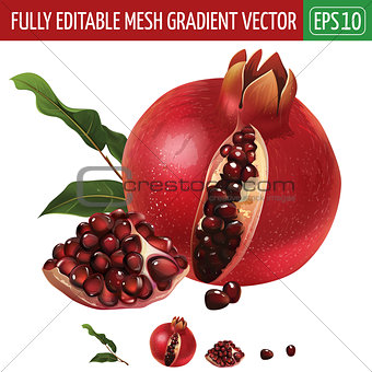 Pomegranate on white background. Vector illustration