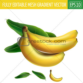 Banana on white background. Vector illustration