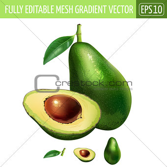 Avocado on white background. Vector illustration