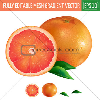 Grapefruit on white background. Vector illustration
