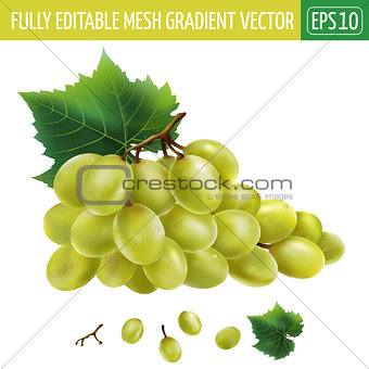 White grapes. Vector illustration