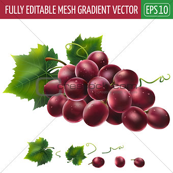 Red grapes on white background. Vector illustration