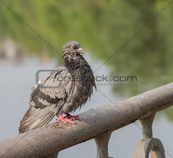 Urban Wet pigeon