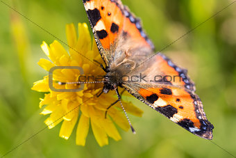 Small Tortoiseshell Butterfly on Flower