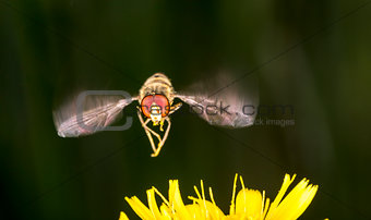 Marmalade Hoverfly Flying above Flower