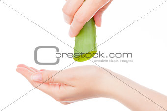 Female hand holding aloe vera cactus.