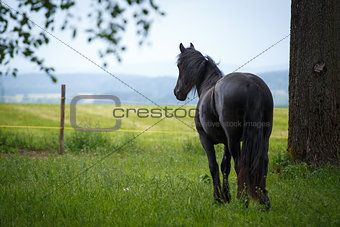 Friesian colt in meadow