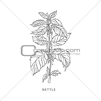 Nettle Hand Drawn Realistic Sketch