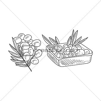 Olive Branch And Harvested Olives Hand Drawn Realistic Sketch