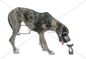 Great Dane and puppy chihuahua in studio
