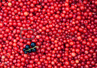 Fresh delicious organic red currant as a background