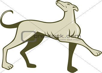 Greyhound Dog Marching Looking Up Cartoon