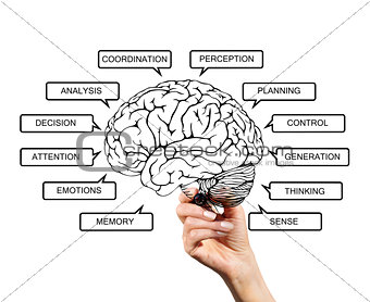 Diagram of brain functions