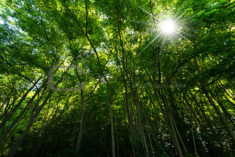 Green Forest with Sun Rays
