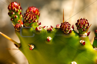 Prickly Pear Cactus with Red Flowers