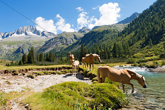 Horses in National Park of Adamello Brenta - Italy