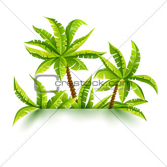 Coconut palms vector illustration jungle forest tropical