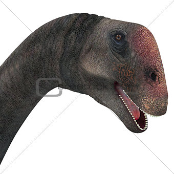 Brontomerus Dinosaur Head