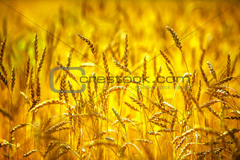 Wheat field. Ears of golden wheat close up. Rich harvest concept