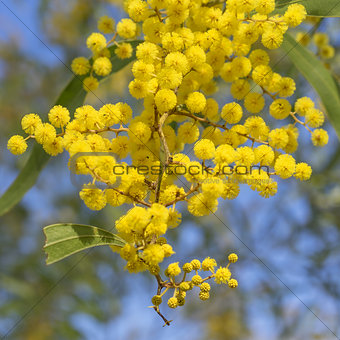 Australian Icon Golden Wattle Flowers