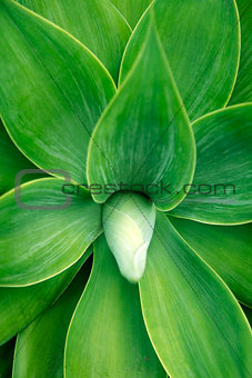 Green leafs for background