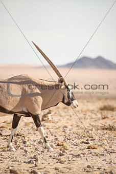 Oryx walking along in desert landscape.