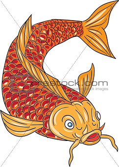 Koi Nishikigoi Carp Fish Swimming Down Drawing
