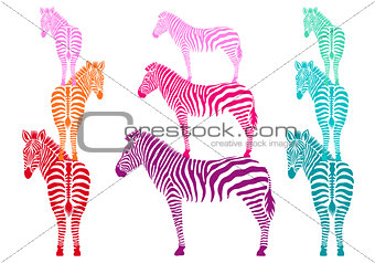 colorful zebras, vector set