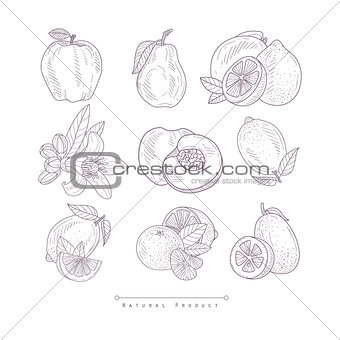 Fresh Vegetables Isolated Hand Drawn Realistic Sketch