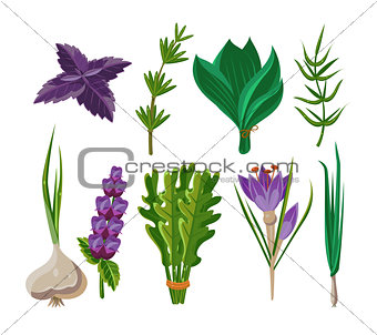 Set of 9 vector herbs