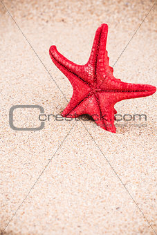 Red starfish on sandy seashore