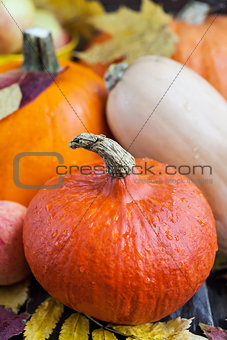 Fresh autumn pumpkins