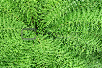 Pattern of fern leaves