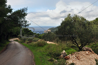 country road through olive and pine trees