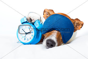 dog sleeping with clock 