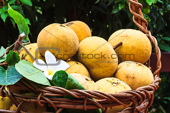 Santol fruit in a basket