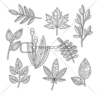 Set of Leaves and Branches in Handdrawn Style, Vector Illustration