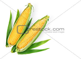 Corn corncob with green leaves ripe vegetables