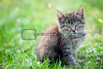 kitten in the grass