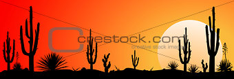 Mexico desert sunset  